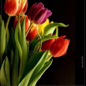 Meet your Posher, Rosa